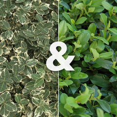 Euonymus 'Gaiety' & Cotoneaster 'Evergreen' - Beetmix für Sonne