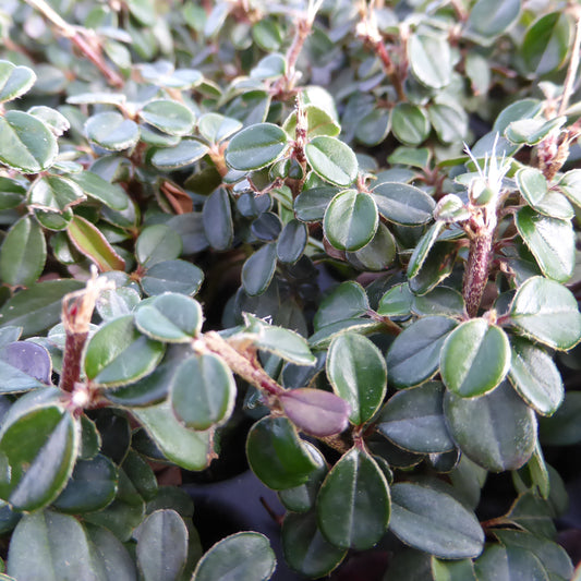 Cotoneaster microphyllus 'Cochleatus' -  Zwergmispel > Jetzt vorbestellen, zur Lieferung ab 03.04.2025 <