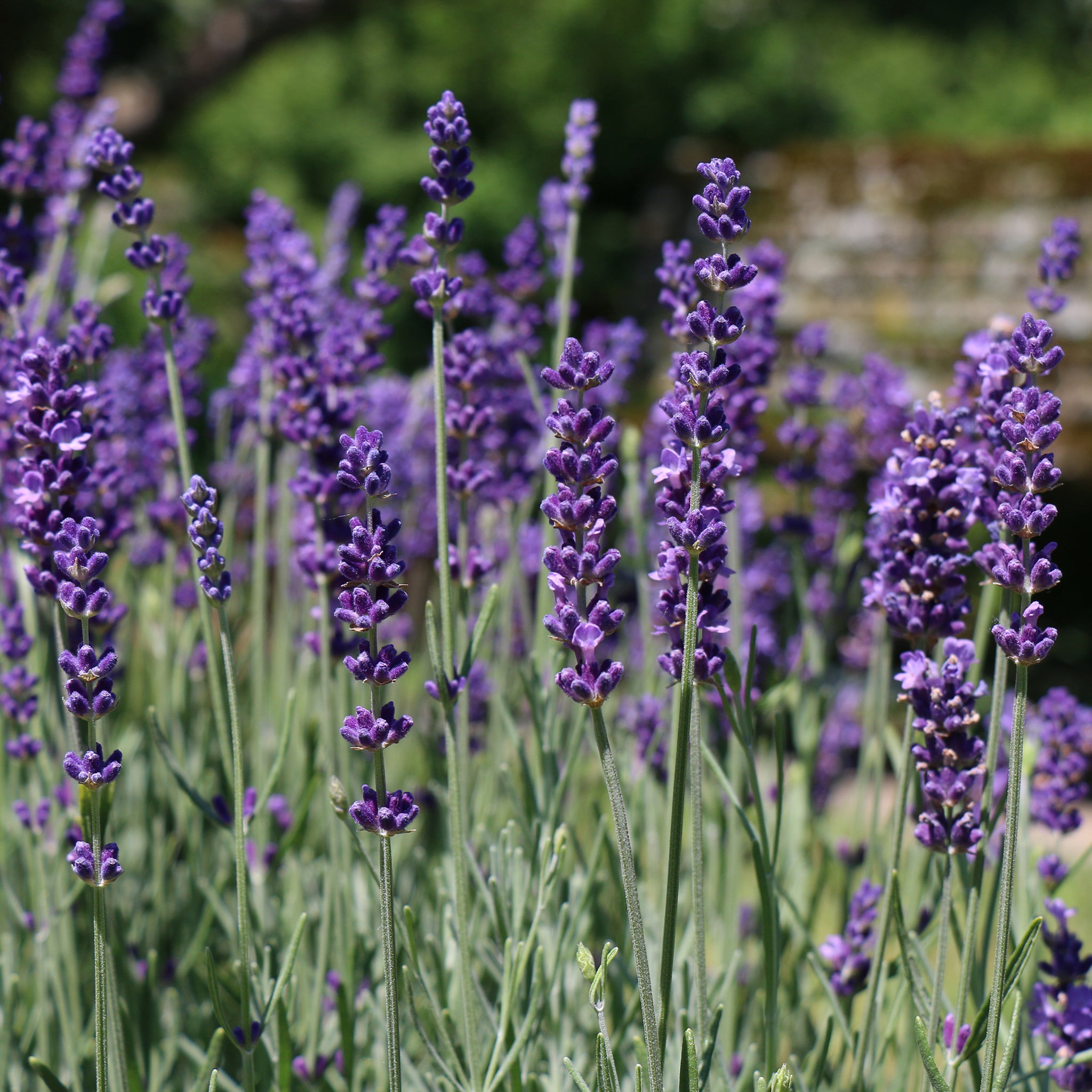 Lavandula x chay. 'Molten Silver' - blauer silberlaubiger Lavendel