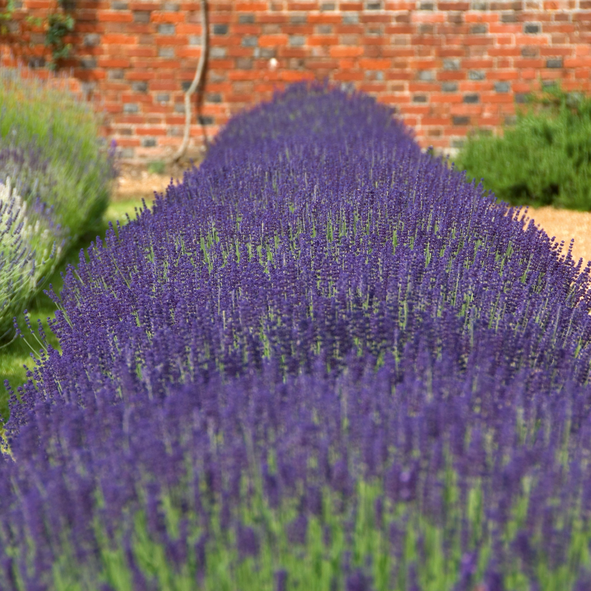 Lavandula ang. 'Imperial Gem' - dunkelblauer Lavendel