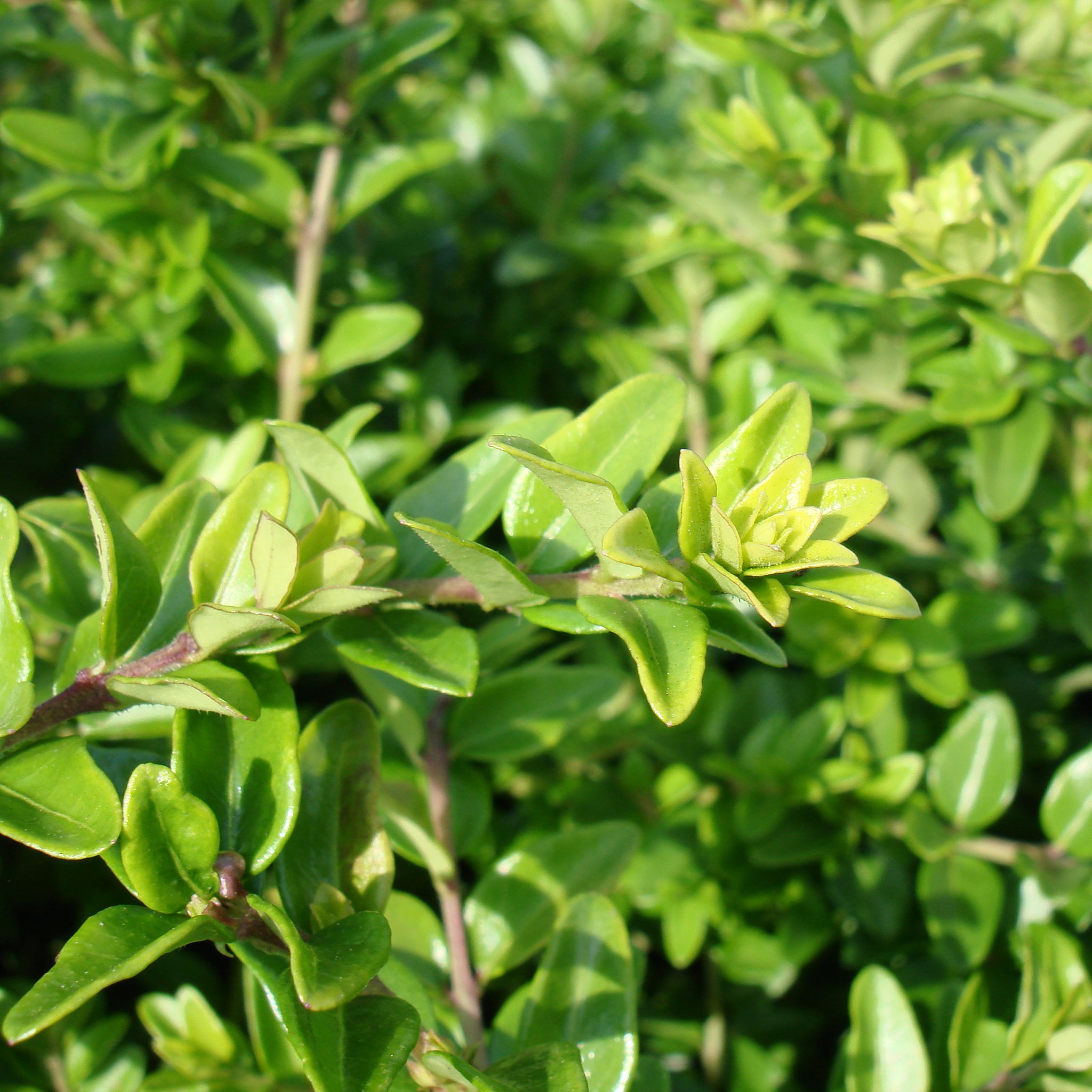 Lonicera nitida -  Immergrüne Heckenkirsche