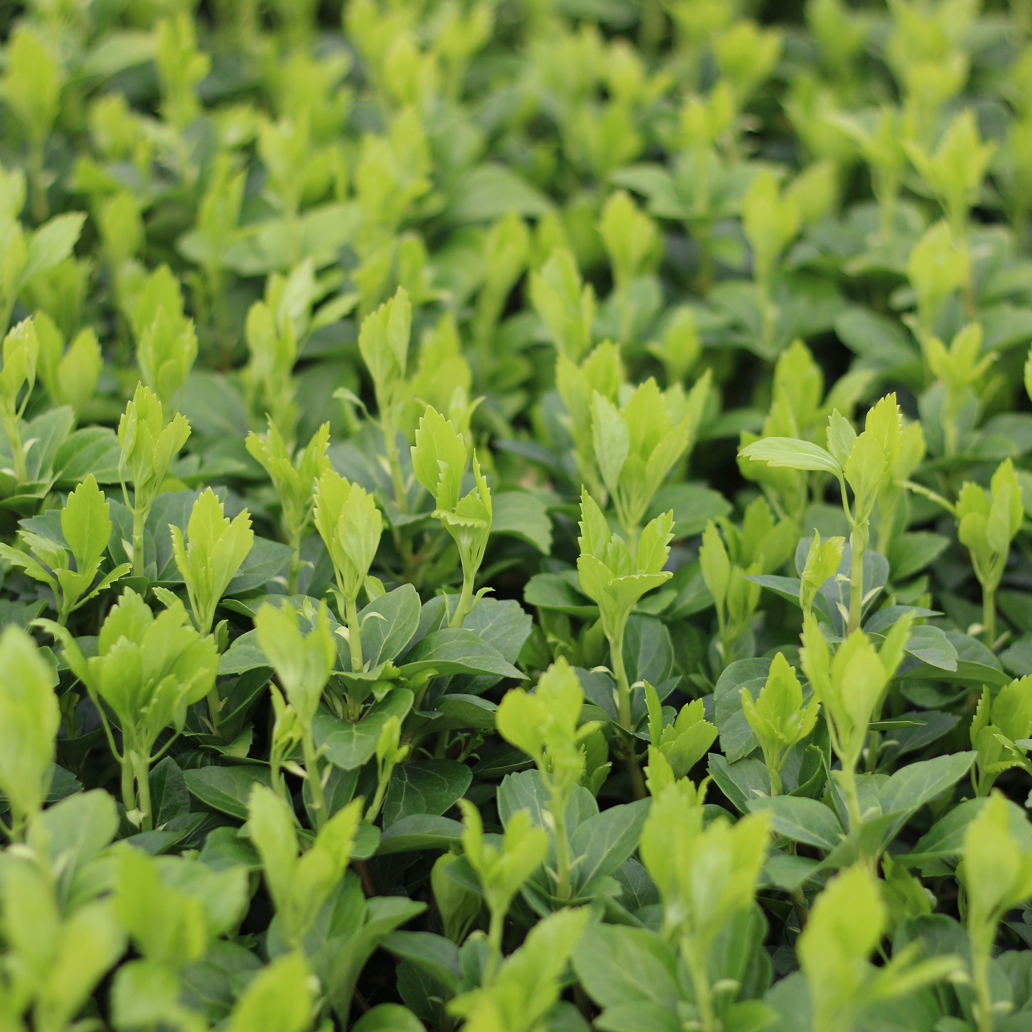 Pachysandra terminalis -  Dickmännchen, Schattengrün