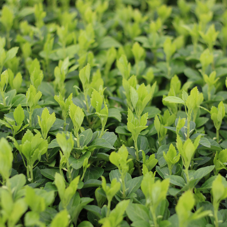 Pachysandra terminalis -  Dickmännchen, Schattengrün