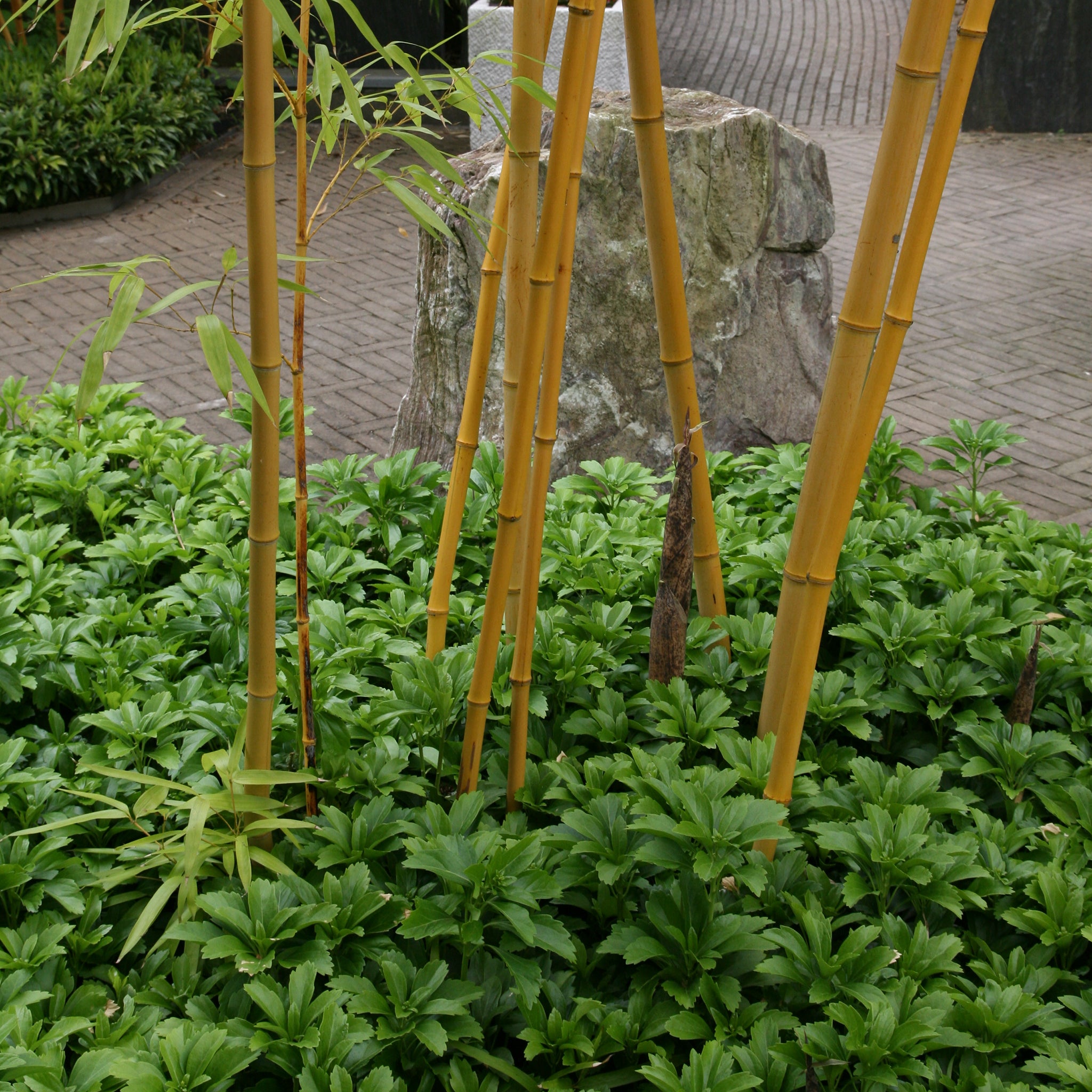 Pachysandra terminalis -  Dickmännchen, Schattengrün