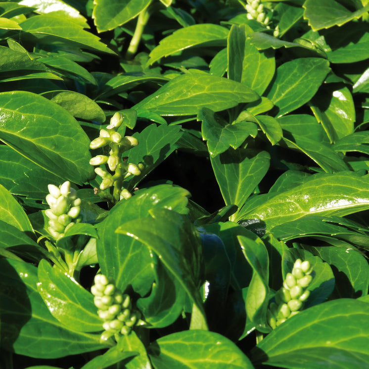 Pachysandra terminalis 'Compakta' -  Kompaktes Dickmännchen