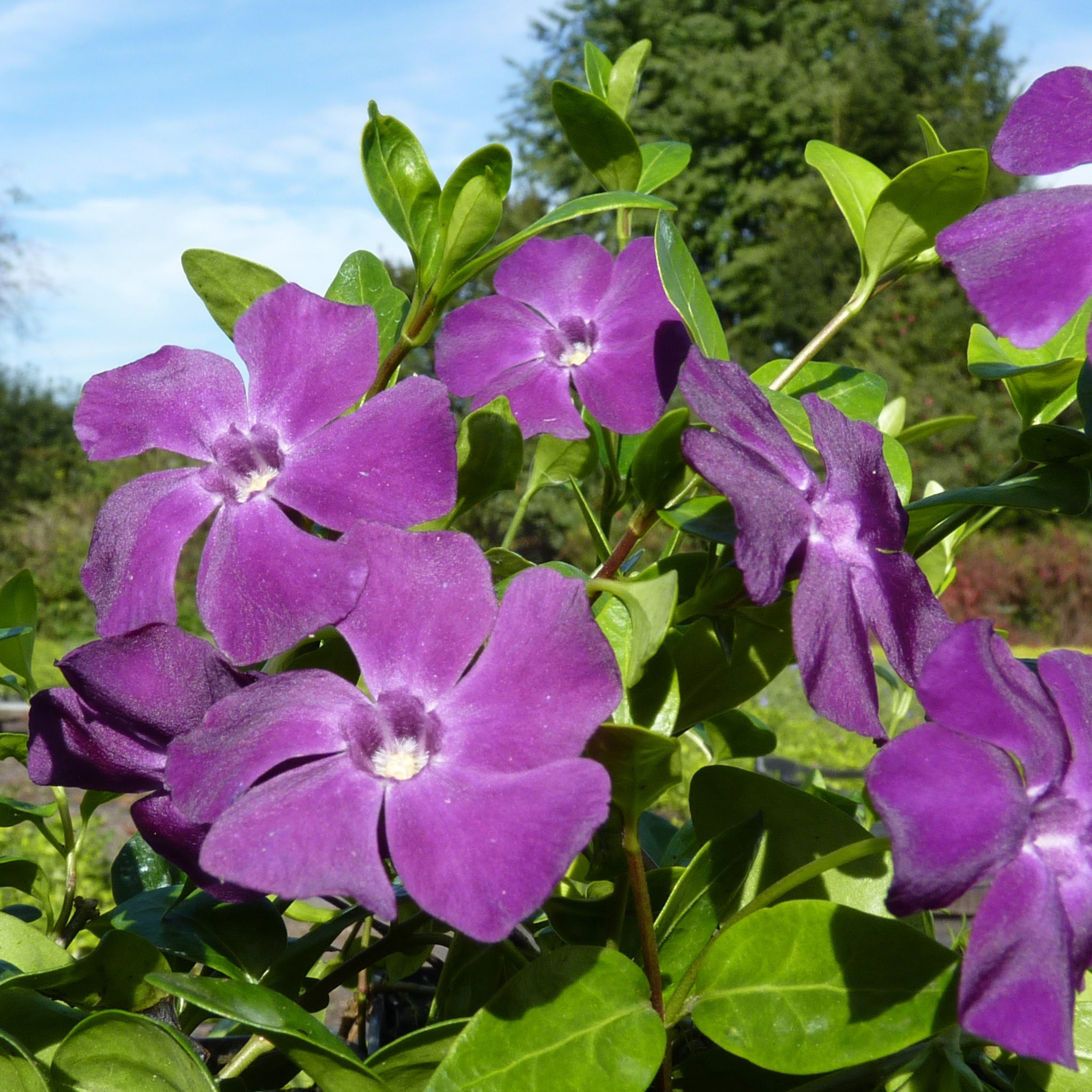 Vinca minor 'Atropurpurea' -  Rotes Immergrün, Singgrün