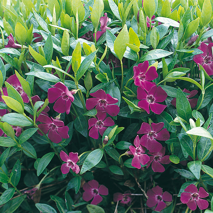 Vinca minor 'Atropurpurea' -  Rotes Immergrün, Singgrün