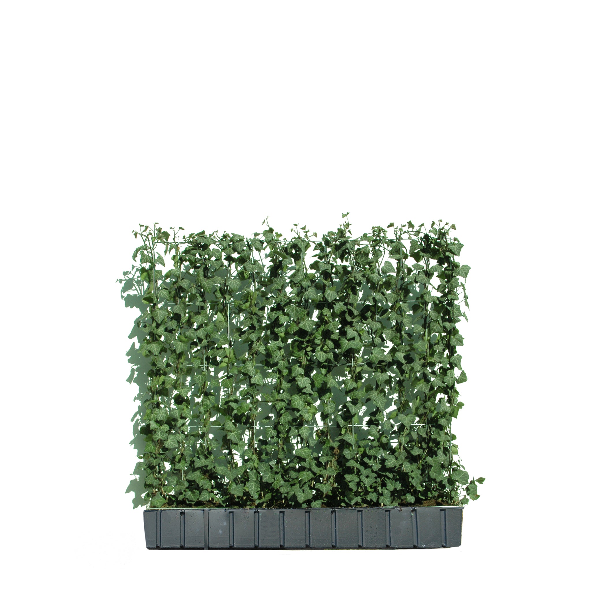 'Hecke am laufenden Meter® mit Efeu' - Hedera helix 'Woerneri'