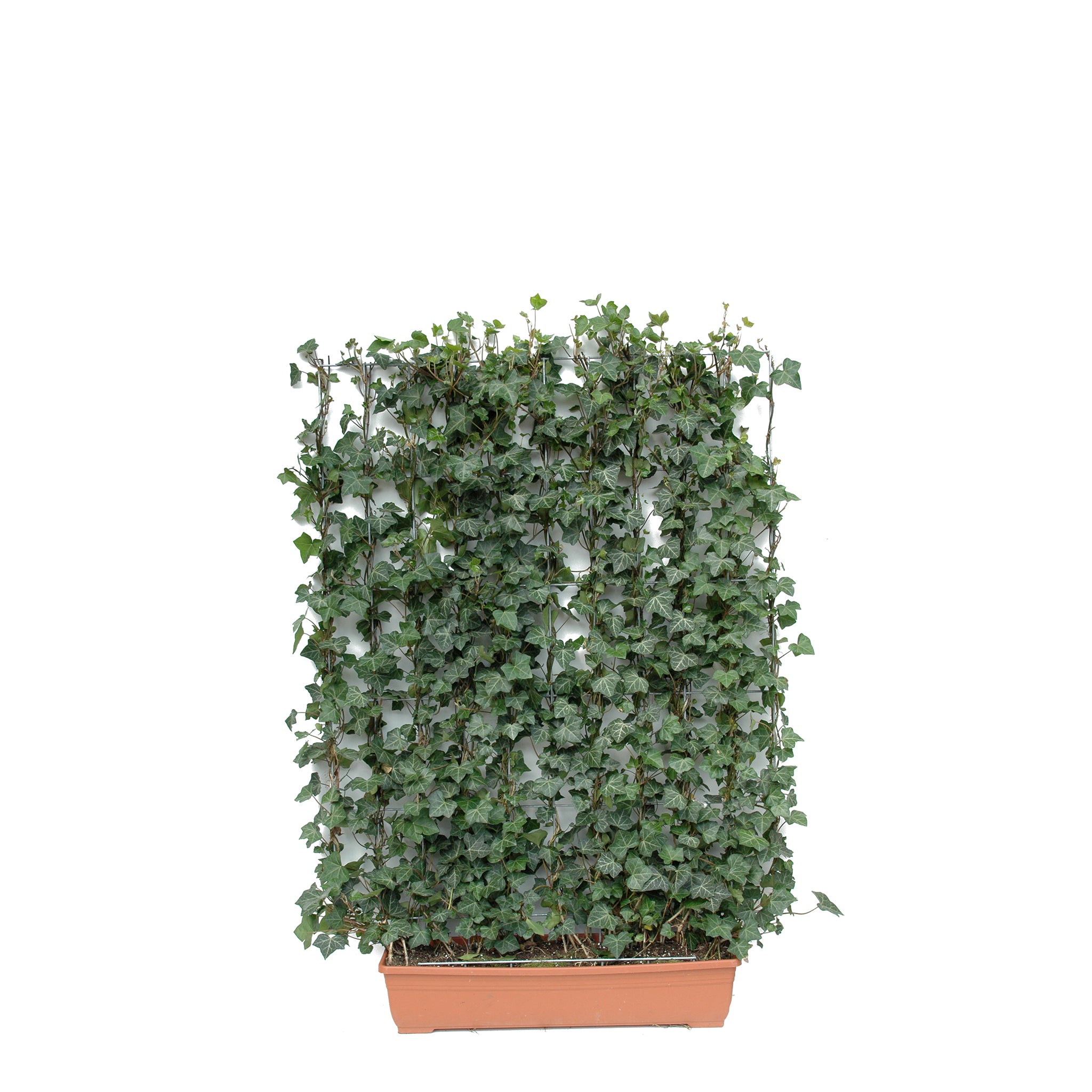 'Hecke am laufenden Meter® mit Efeu' - Hedera helix 'Woerneri'