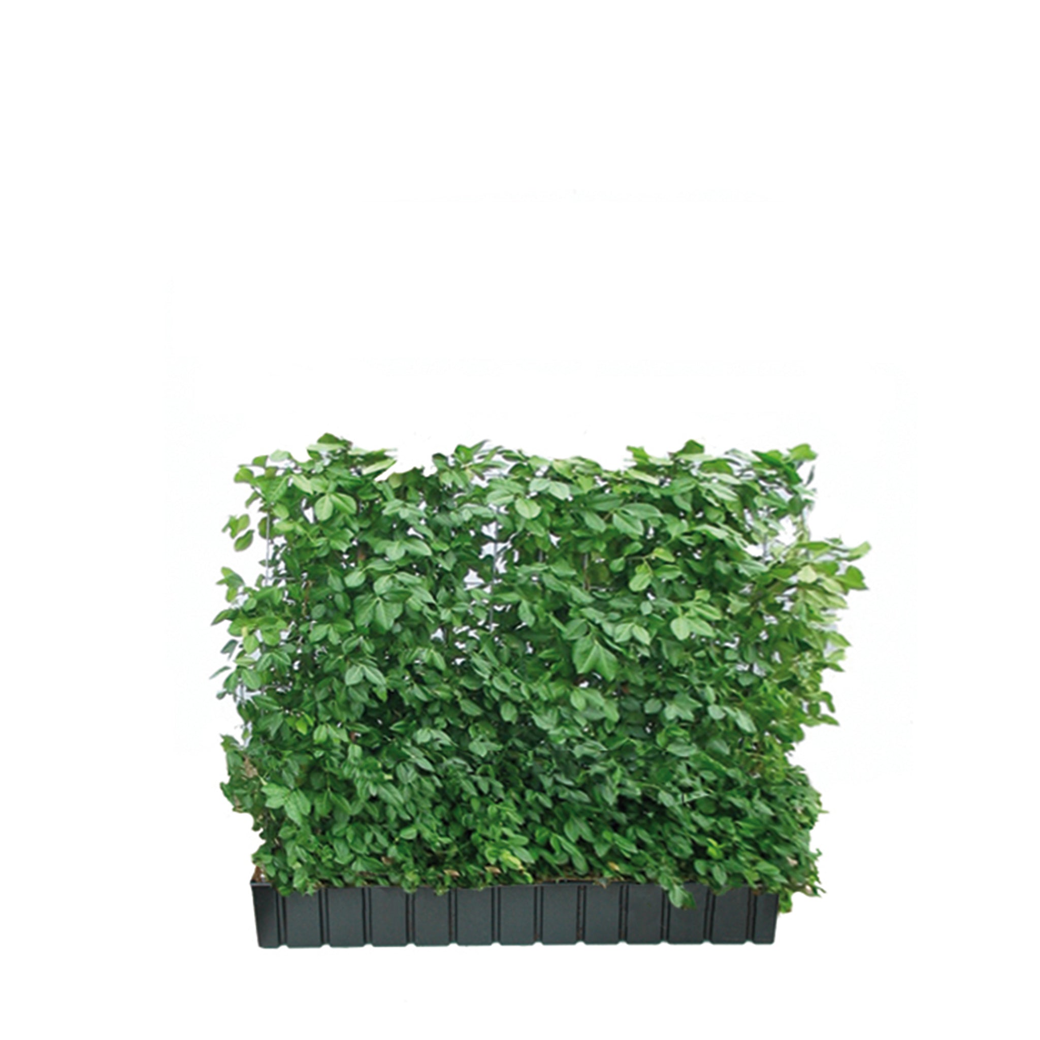 'Hecke am laufenden Meter®' mit Spindelstrauch - Euonymus fort. Coloratus