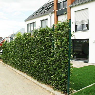 'Hecke am laufenden Meter®' mit Spindelstrauch - Euonymus fort. Coloratus