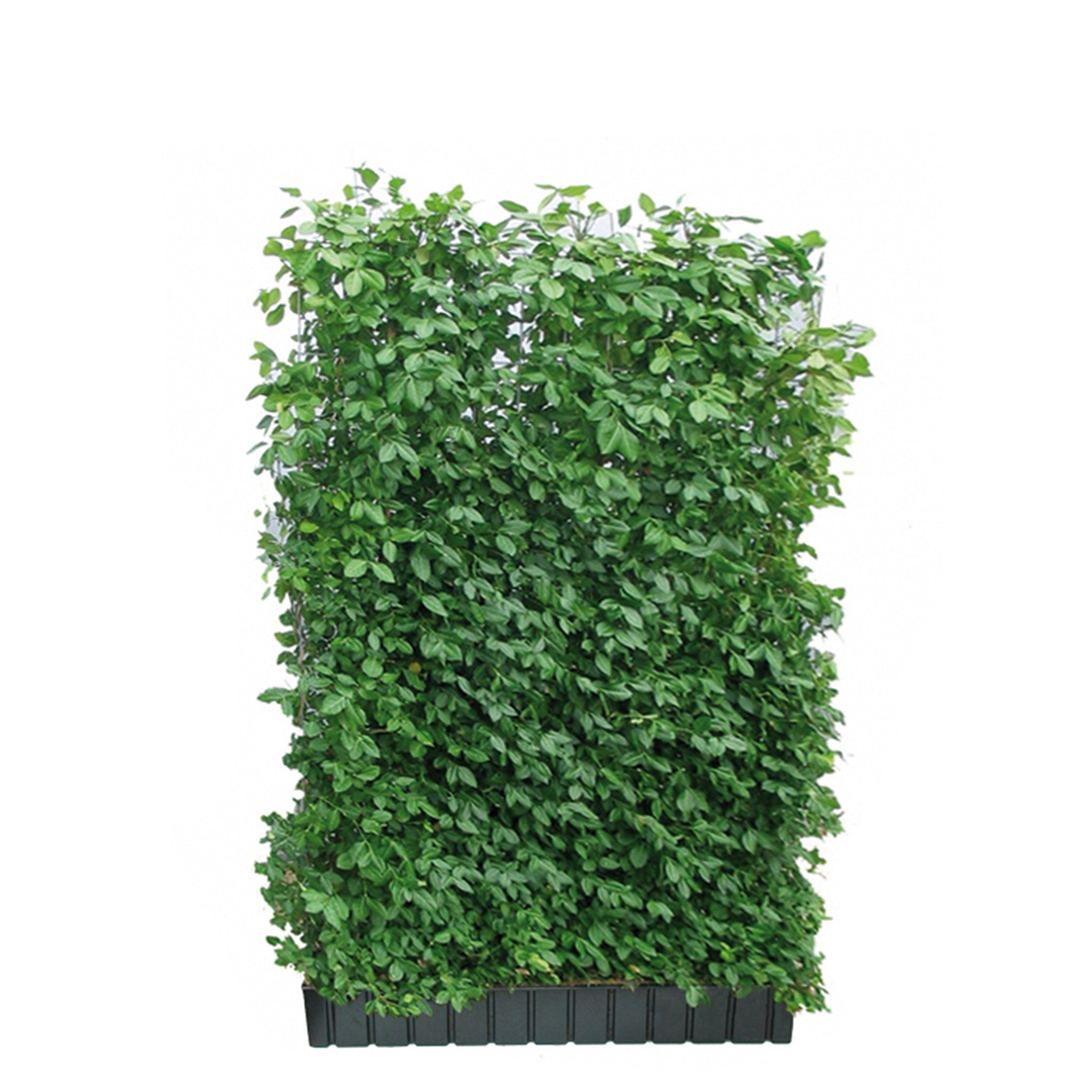 'Hecke am laufenden Meter®' mit Spindelstrauch - Euonymus fort. Coloratus