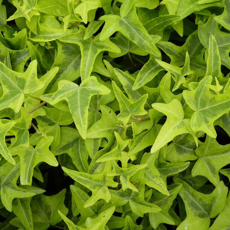 Hedera helix 'Goldstern' -  Efeu