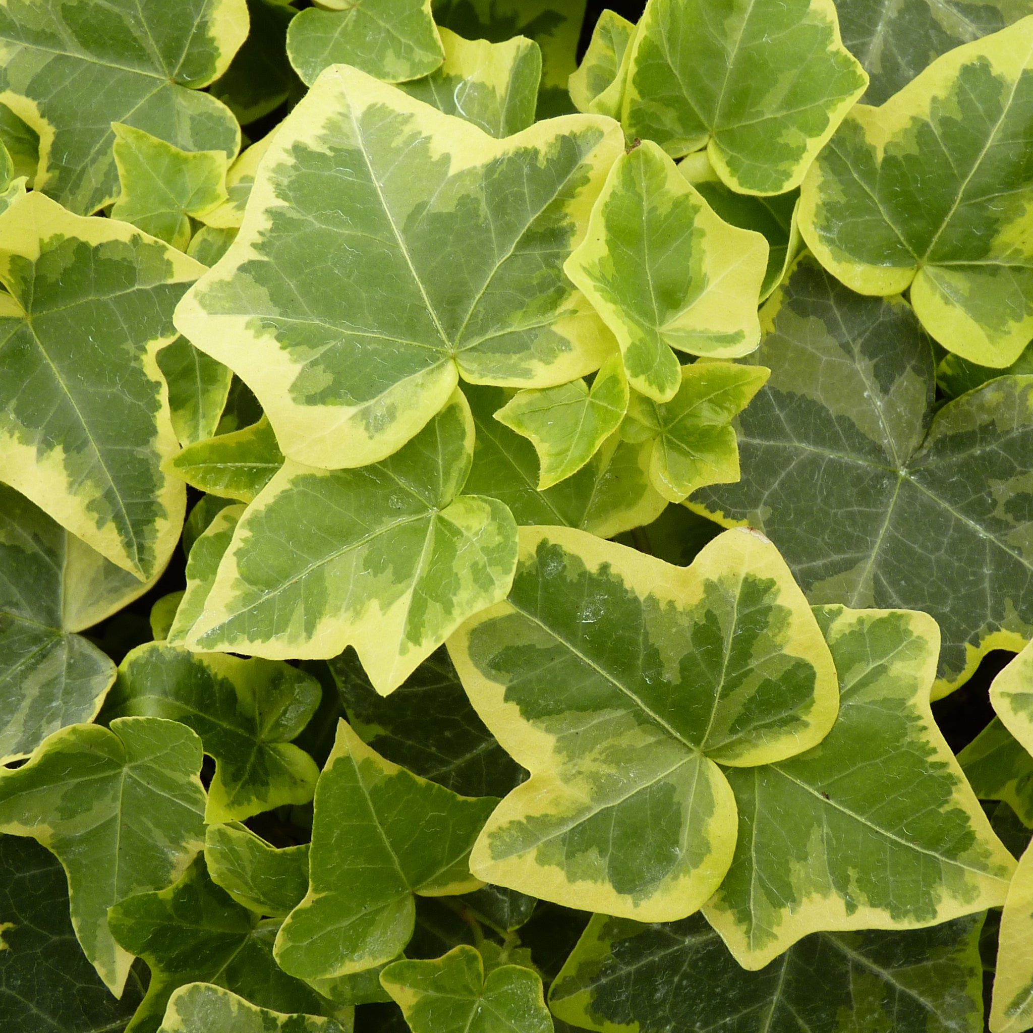 Hedera helix 'Goldchild' -  Efeu