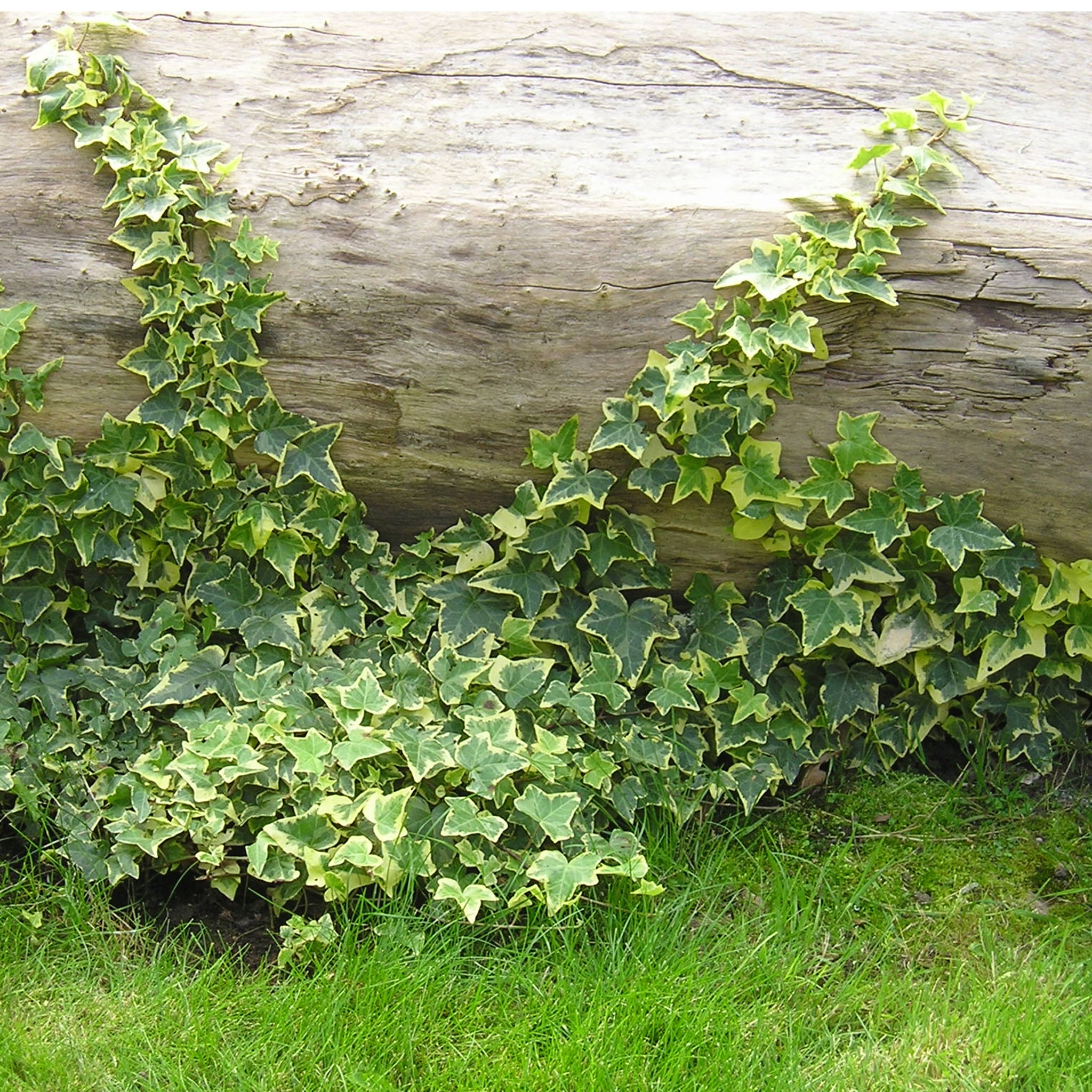 Hedera helix 'Goldchild' -  Efeu