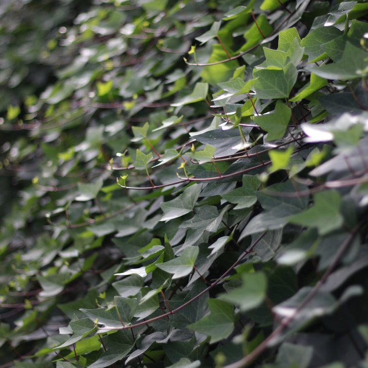 Hedera helix  -  Gewöhnlicher  Efeu