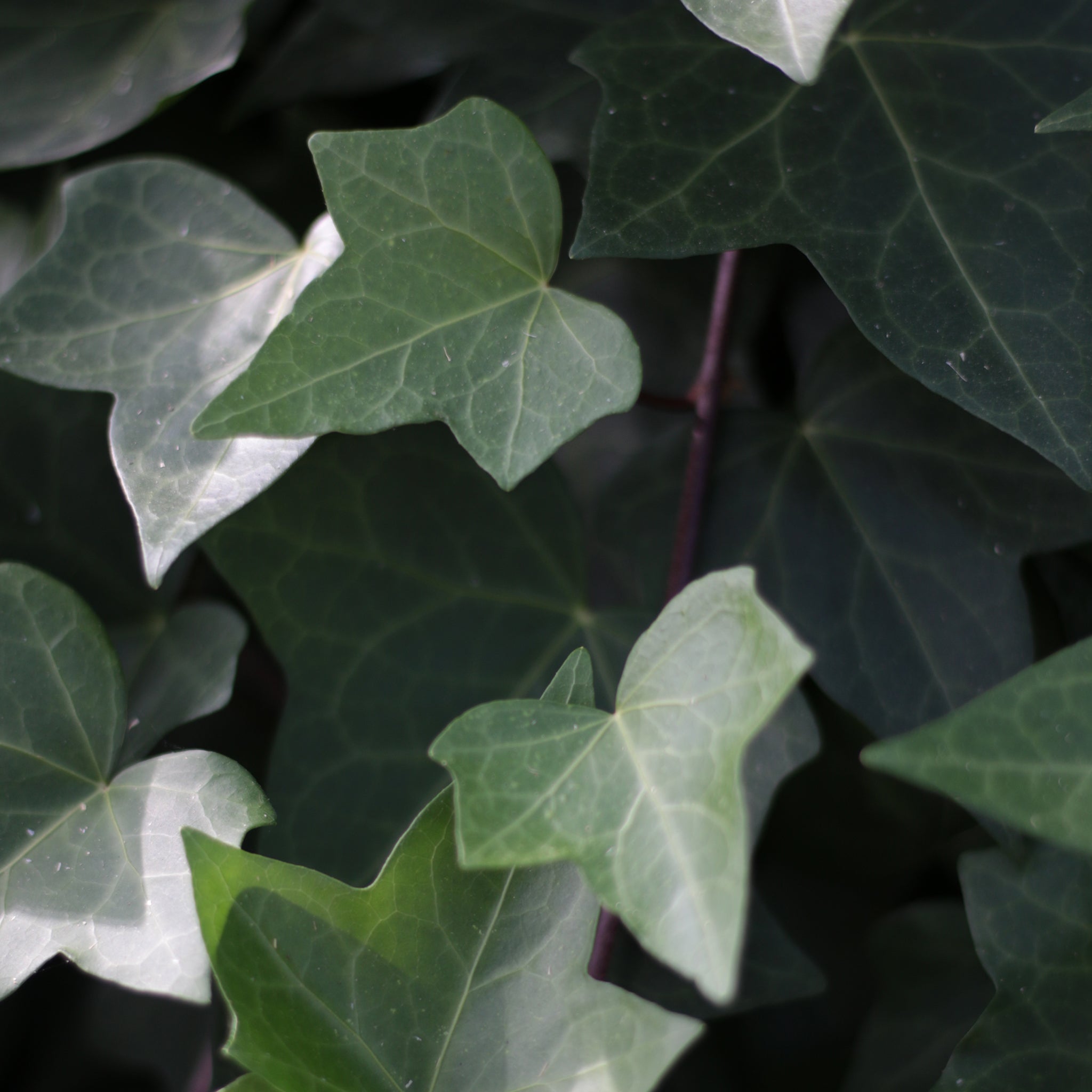 Hedera helix  -  Gewöhnlicher  Efeu