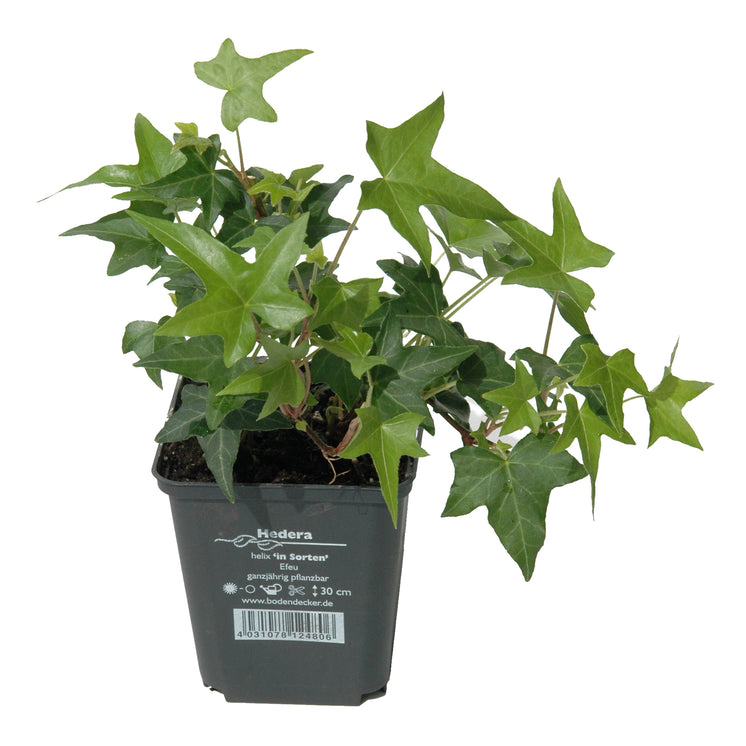 Hedera helix  -  Gewöhnlicher  Efeu