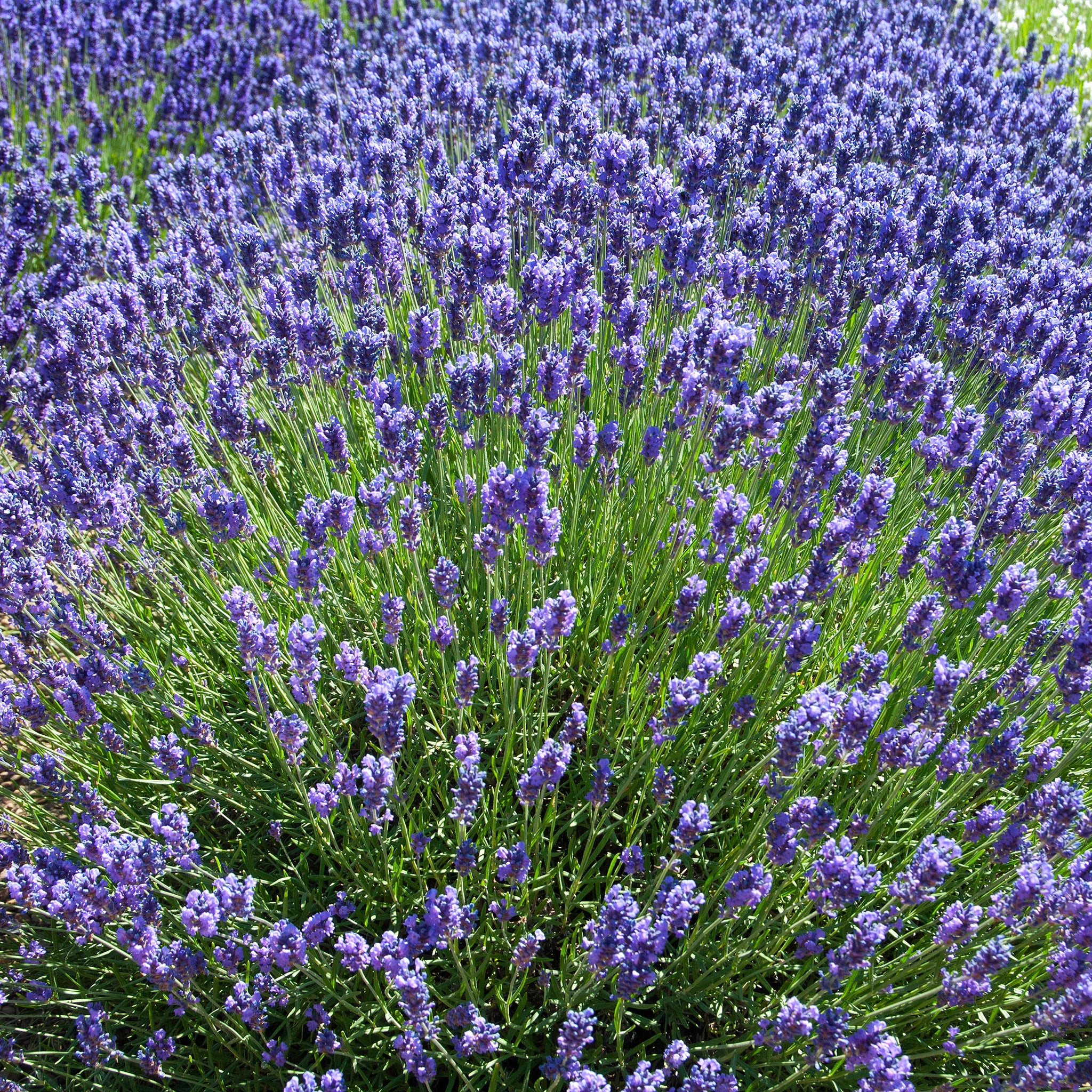 Lavandula ang. 'Loddon Blue' - dunkelblauer Lavendel