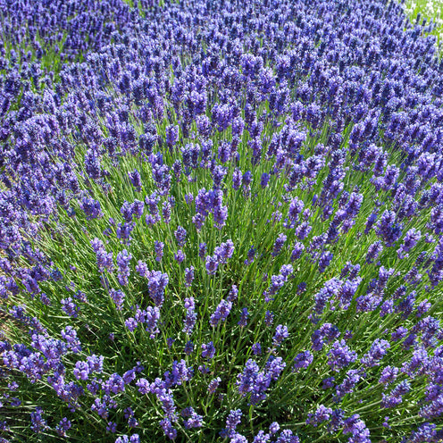 Lavandula ang. 'Loddon Blue' - dunkelblauer Lavendel > Jetzt vorbestellen, lieferbar ab 16.09.24 <