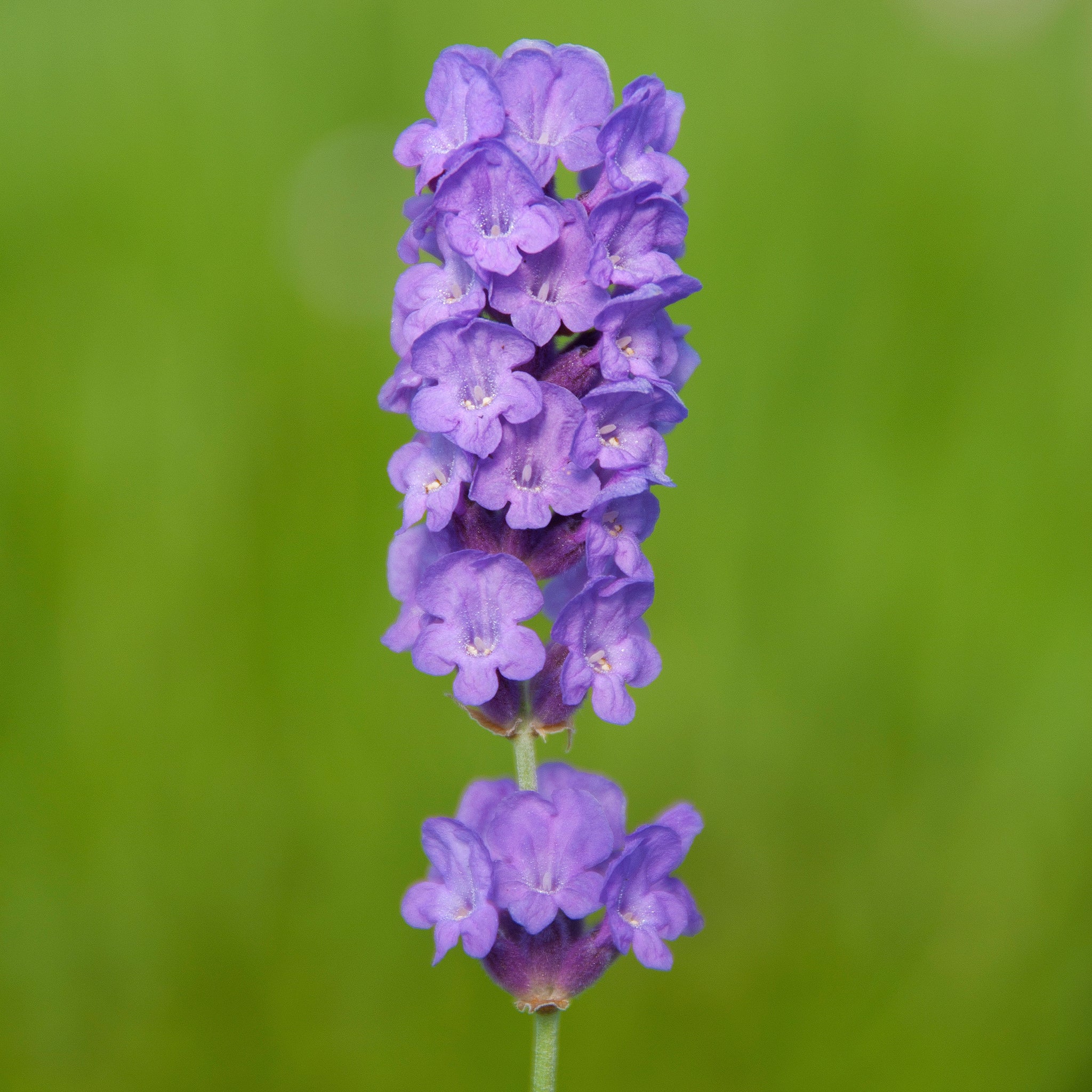 Lavandula ang. 'Loddon Blue' - dunkelblauer Lavendel