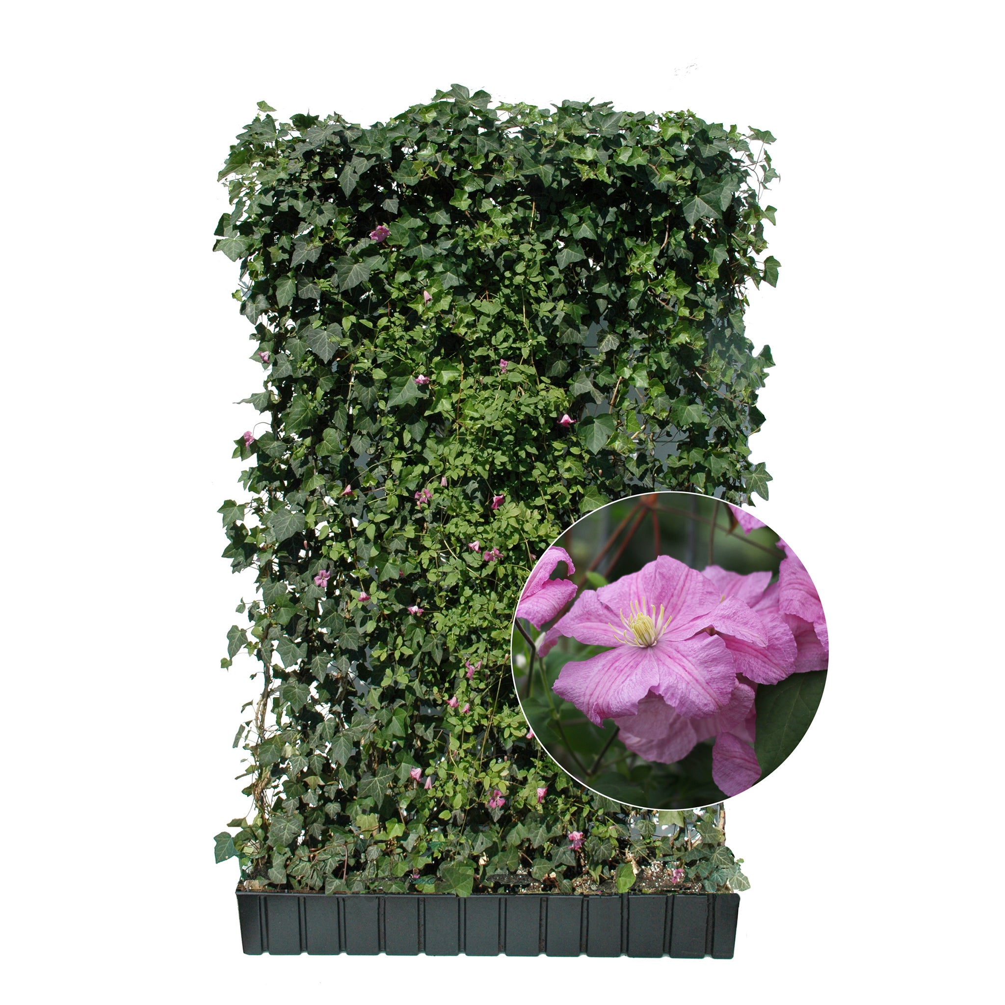 'Hecke am laufenden Meter® Color'  mit Efeu und Clematis - Hedera helix 'Woerneri'