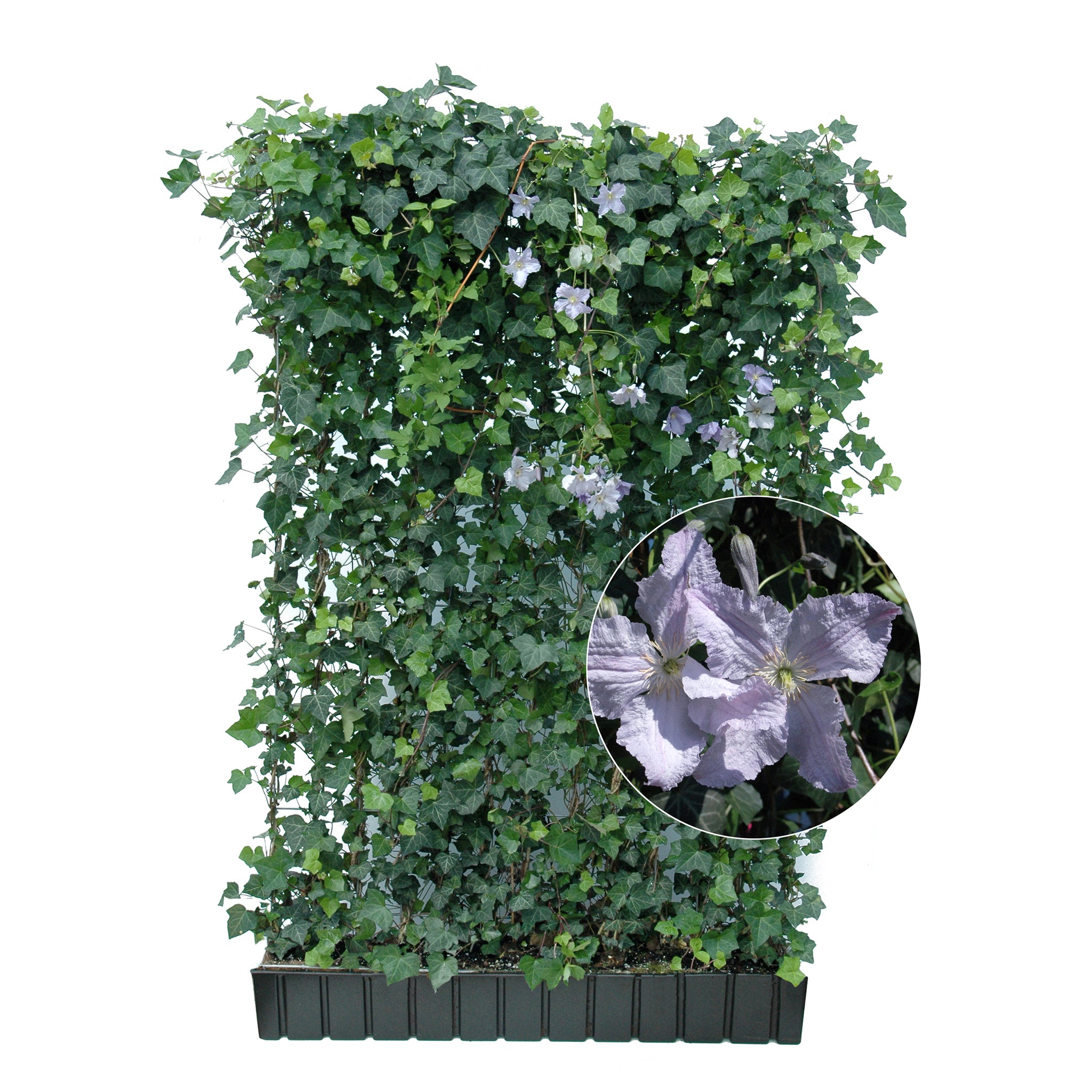 'Hecke am laufenden Meter® Color'  mit Efeu und Clematis - Hedera helix 'Woerneri'