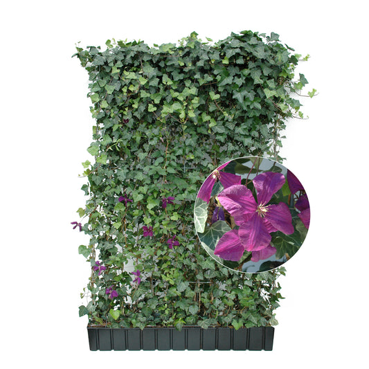 'Hecke am laufenden Meter® Color'  mit Efeu und Clematis - Hedera helix 'Woerneri'