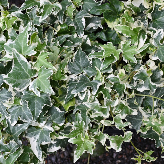 Hedera helix 'Wellenspiel' -  Historische Efeusorte