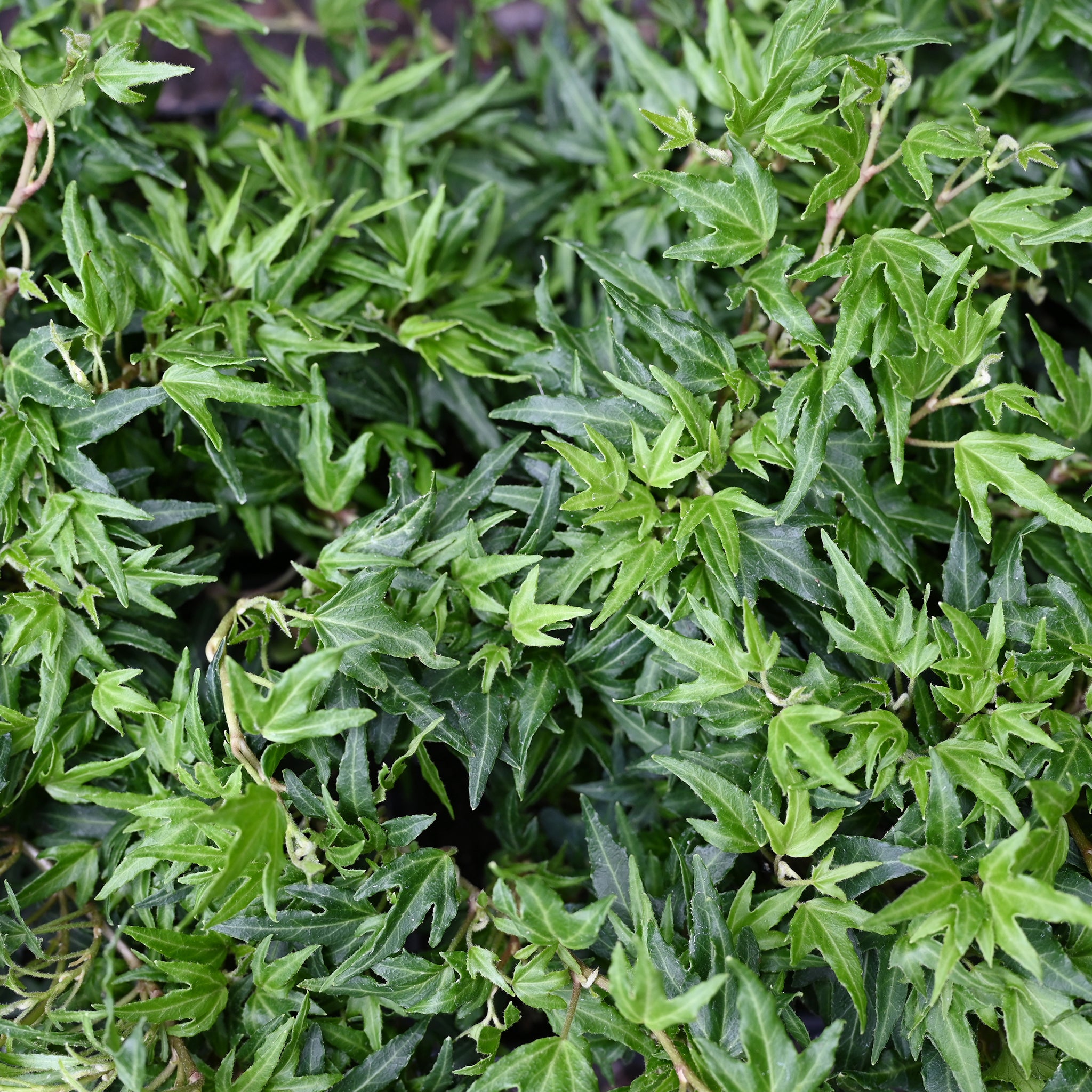 Hedera helix 'Crispy' -  Historische Efeusorte