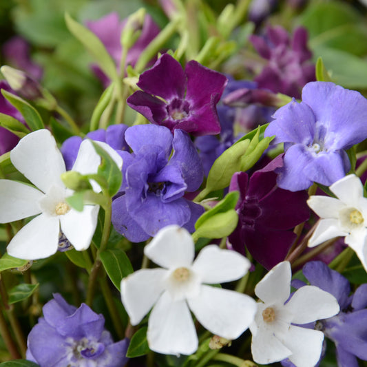 Vinca minor 'Tricolor'