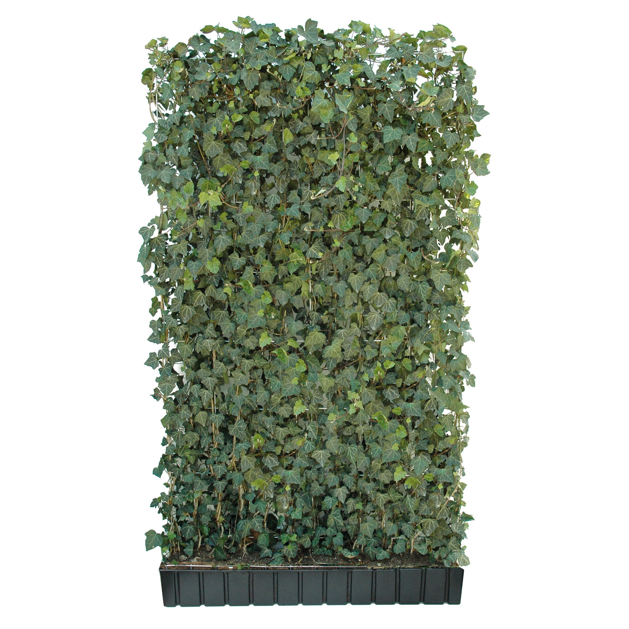 'Hecke am laufenden Meter® mit Efeu' - Hedera helix 'Woerneri'