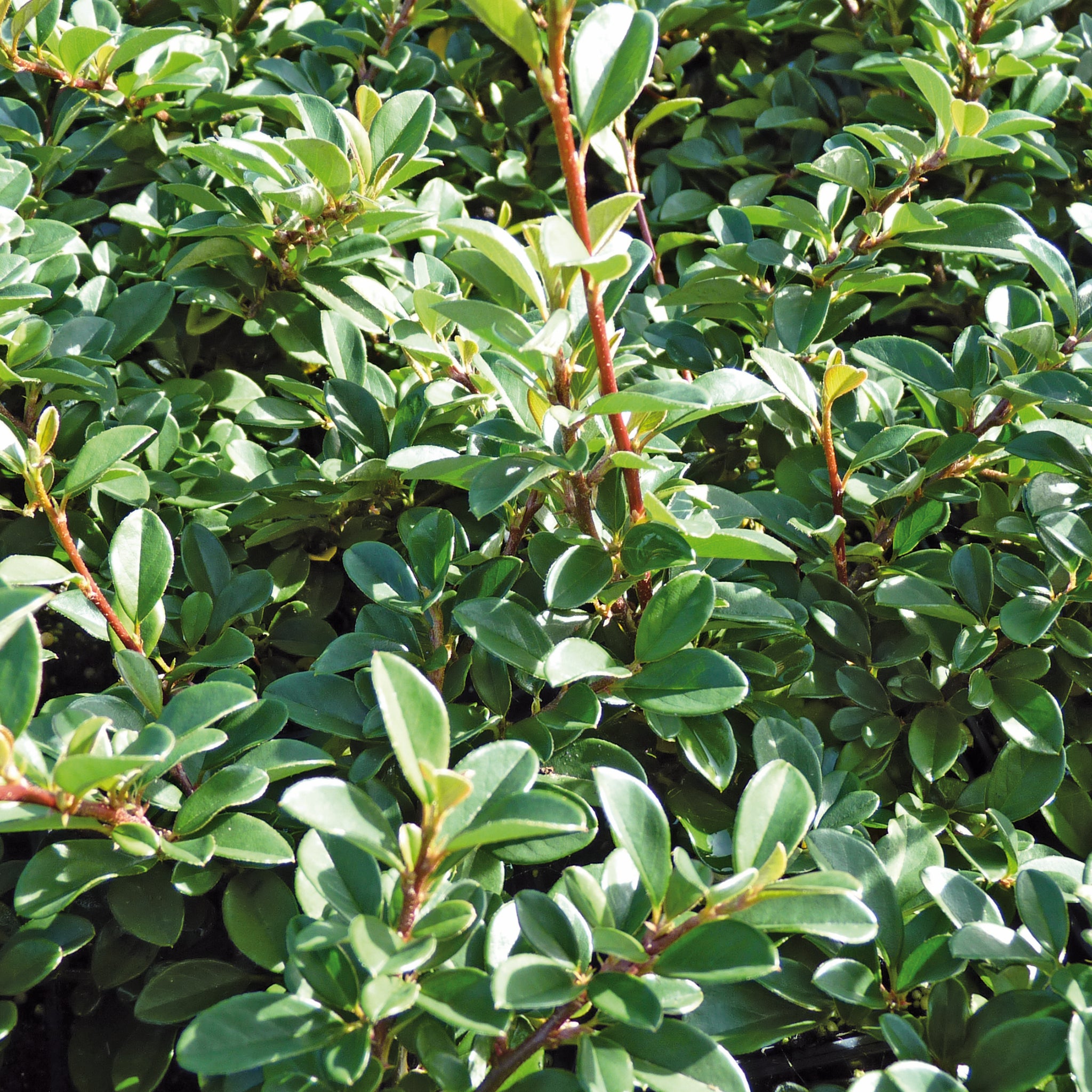 Cotoneaster dammeri 'Eichholz' - Zwergmispel