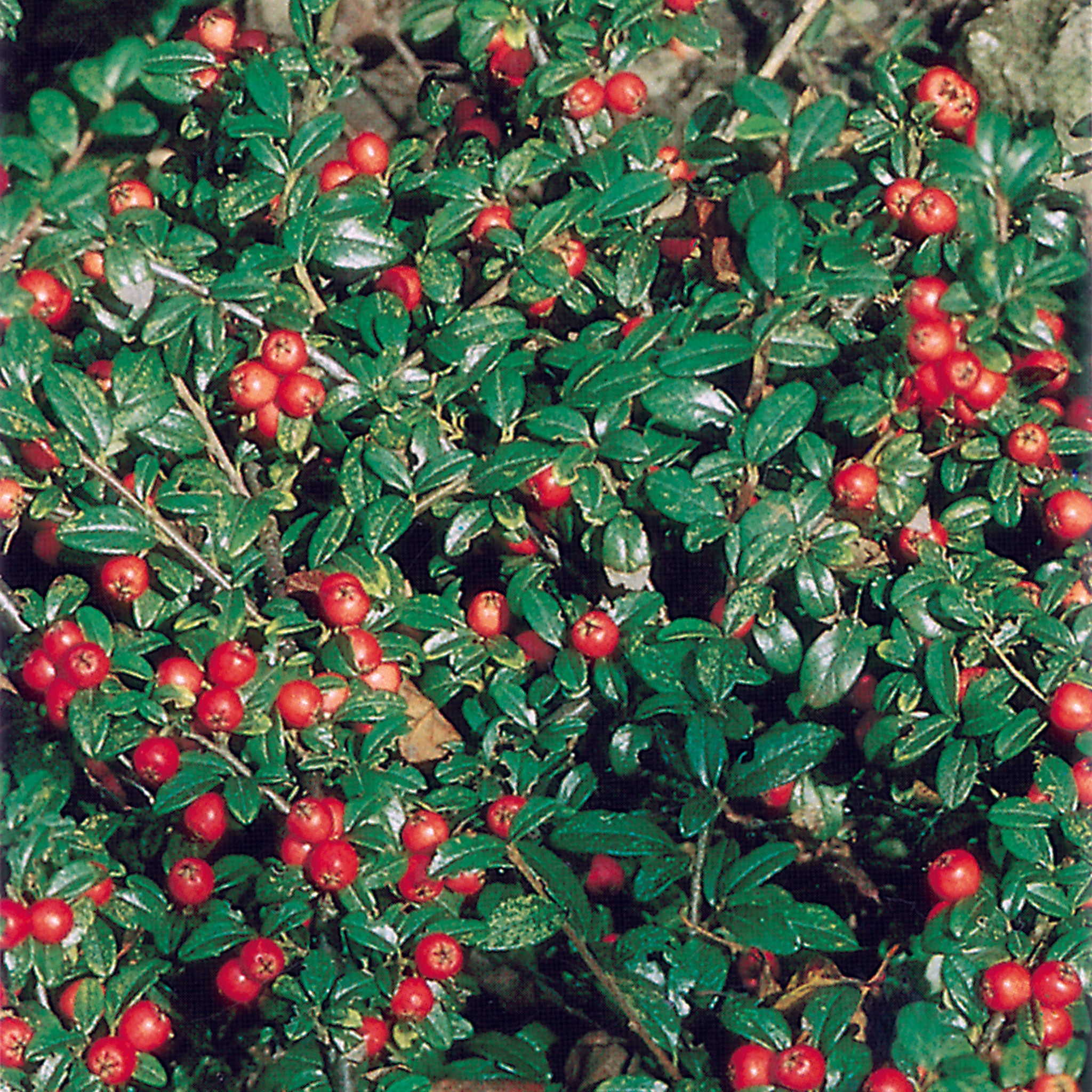 Cotoneaster dammeri 'Eichholz' - Zwergmispel