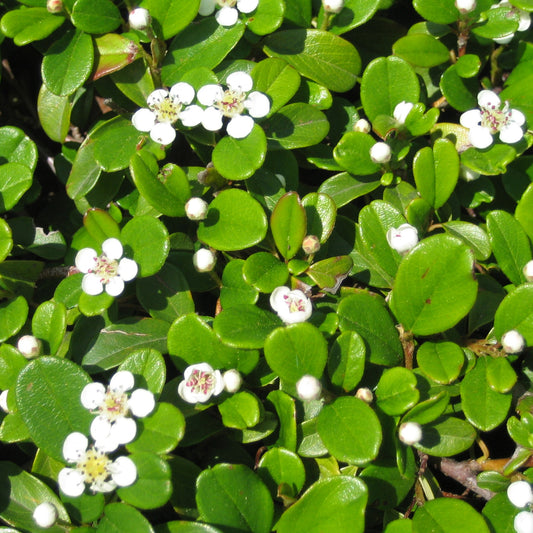 Cotoneaster dammeri 'Frieders Evergreen' - Teppichmispel, Zwergmispel