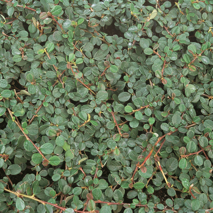 Cotoneaster dammeri 'Frieders Evergreen' - Teppichmispel, Zwergmispel