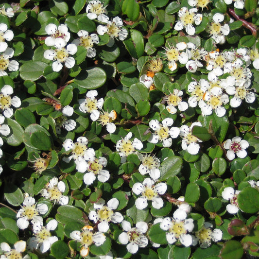 Cotoneaster microphyllus 'Streibs Findling' -  Zwergmispel, Kriechmispel