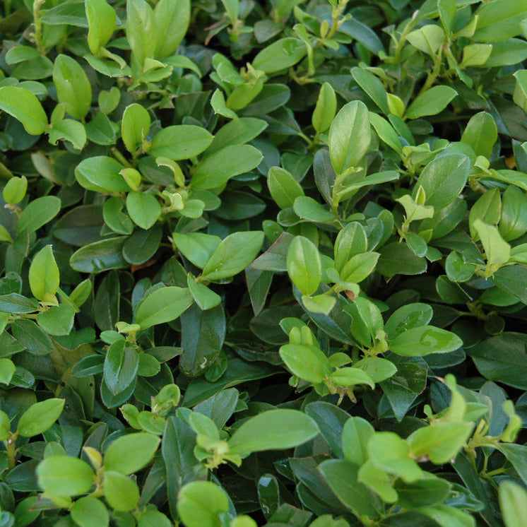 Cotoneaster radicans -  Großblättriger Zwergmispel, Kriechmispel