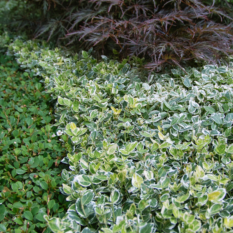 Euonymus fortunei 'Emerald Gaiety' -  Weißer Spindelstrauch