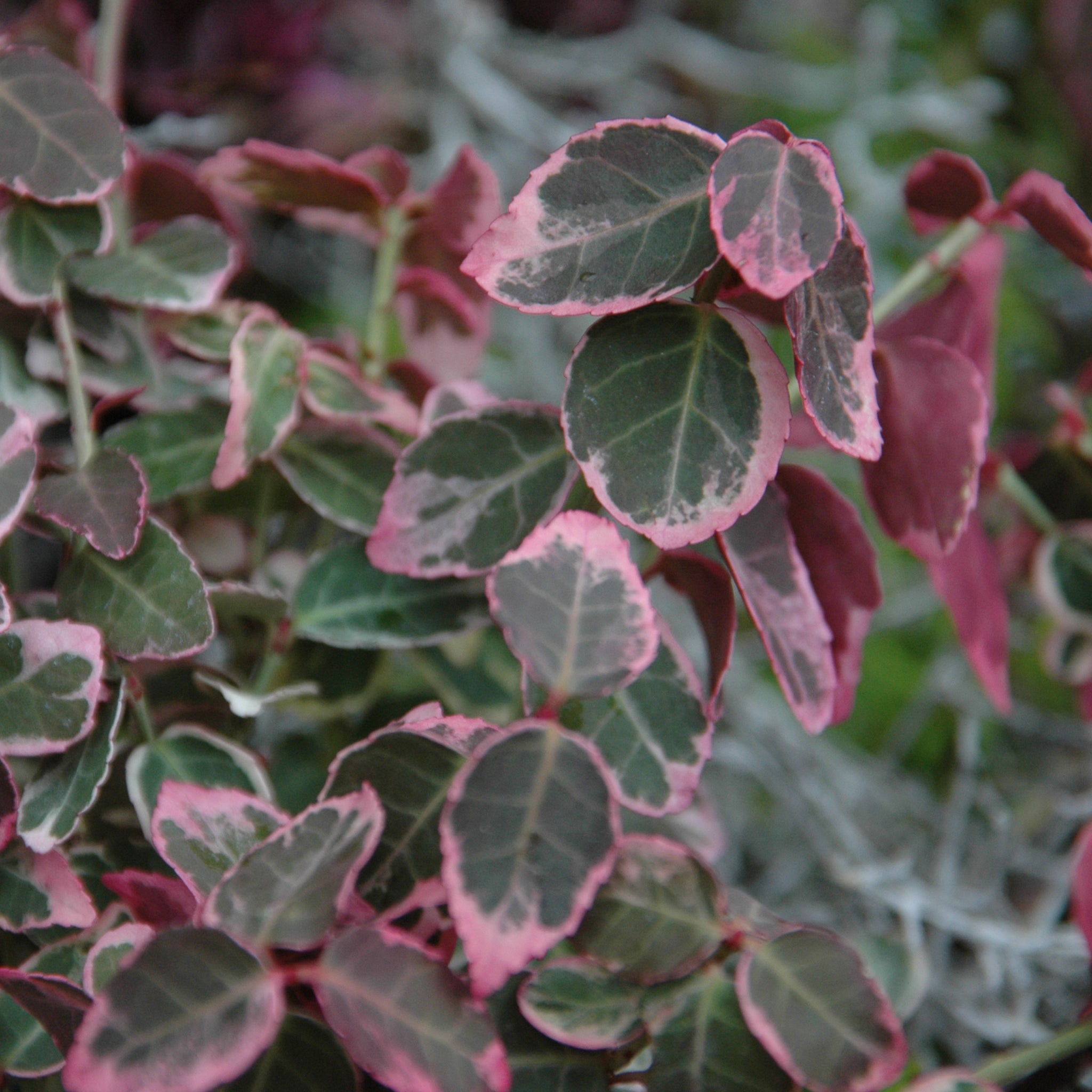 Euonymus fortunei 'Emerald Gaiety' -  Weißer Spindelstrauch