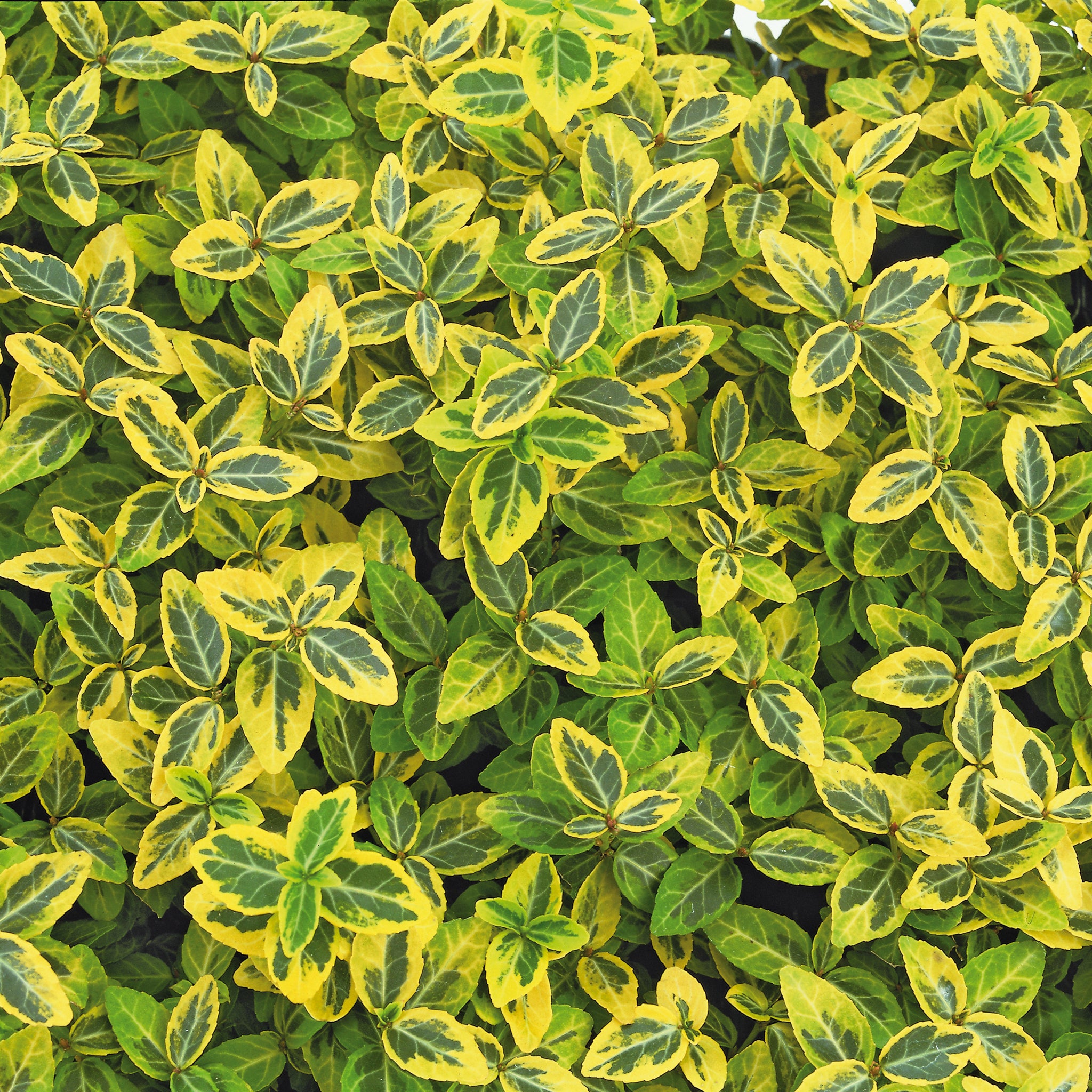 Euonymus fortunei 'Emerald Gold' -  Gelber Spindelstrauch