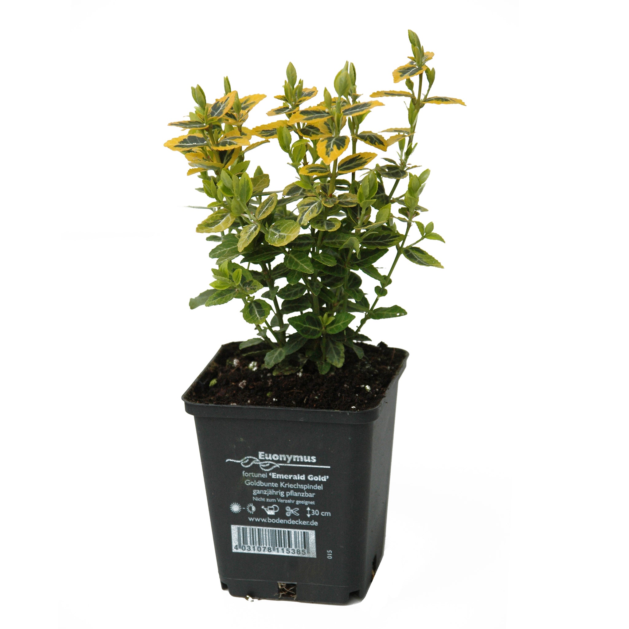 Euonymus fortunei 'Emerald Gold' -  Gelber Spindelstrauch