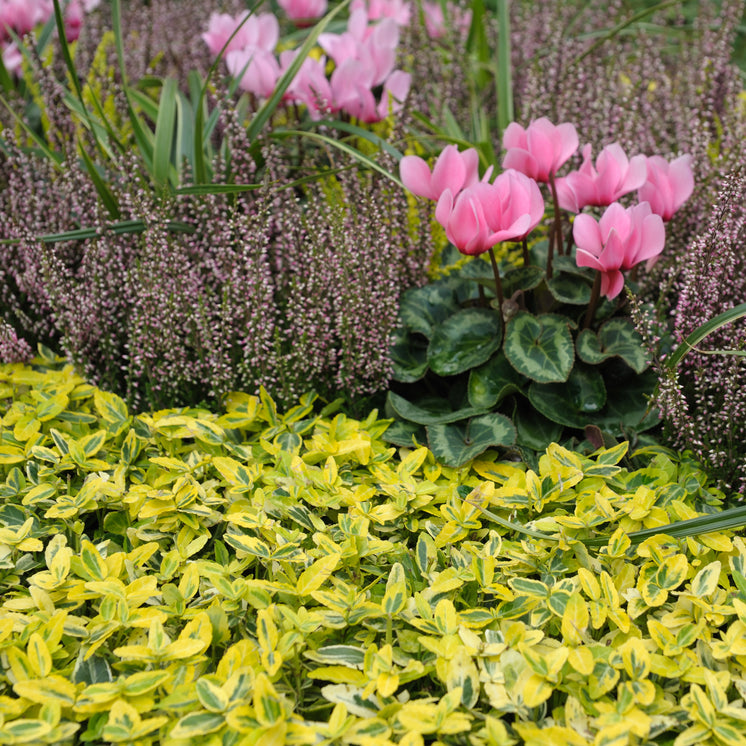 Euonymus fortunei 'Emerald Gold' -  Gelber Spindelstrauch