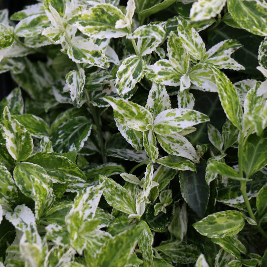 Euonymus fortunei 'Harlequin' - Spindelstrauch