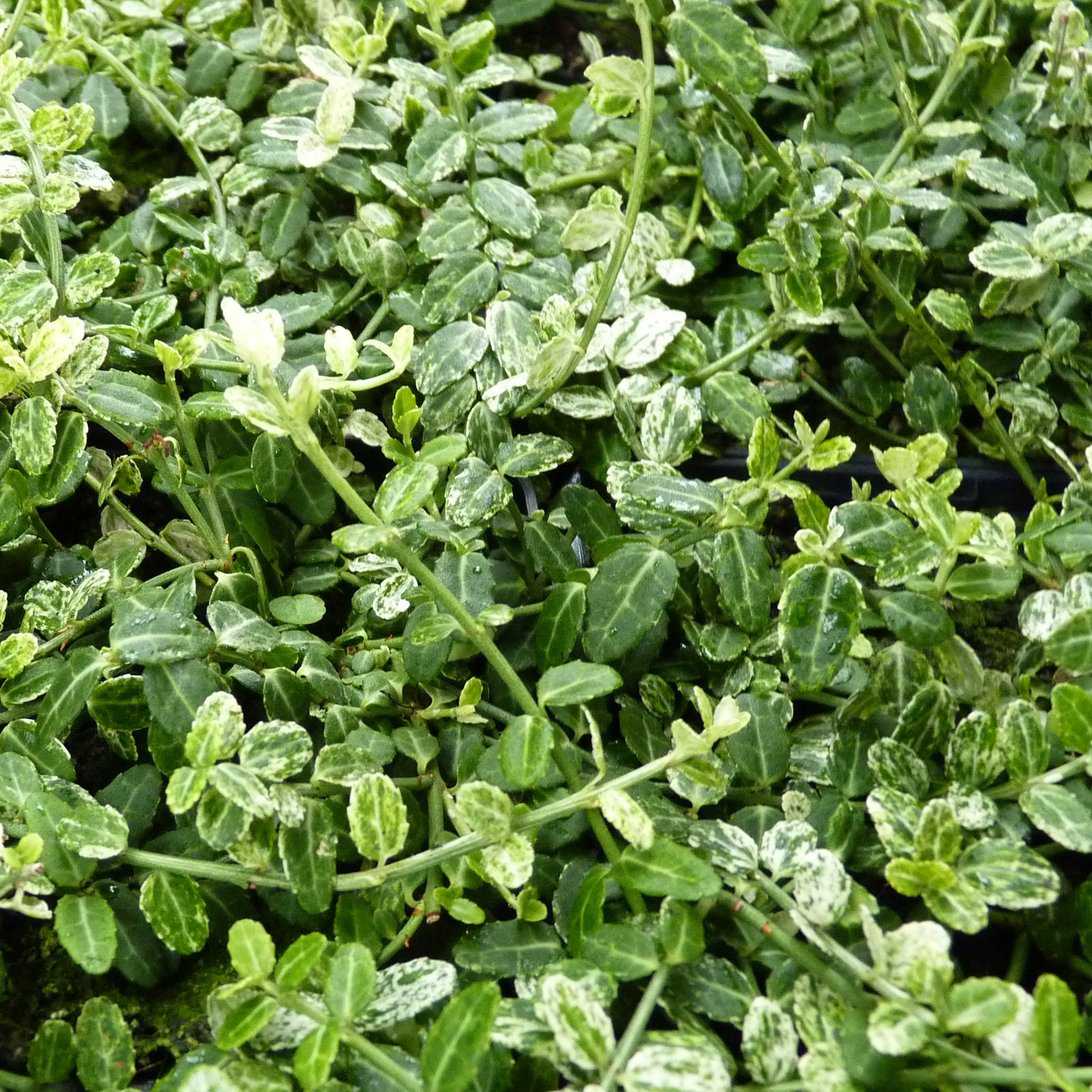 Euonymus fortunei 'Silverstone'® - Weißer Polsterspindelstrauch