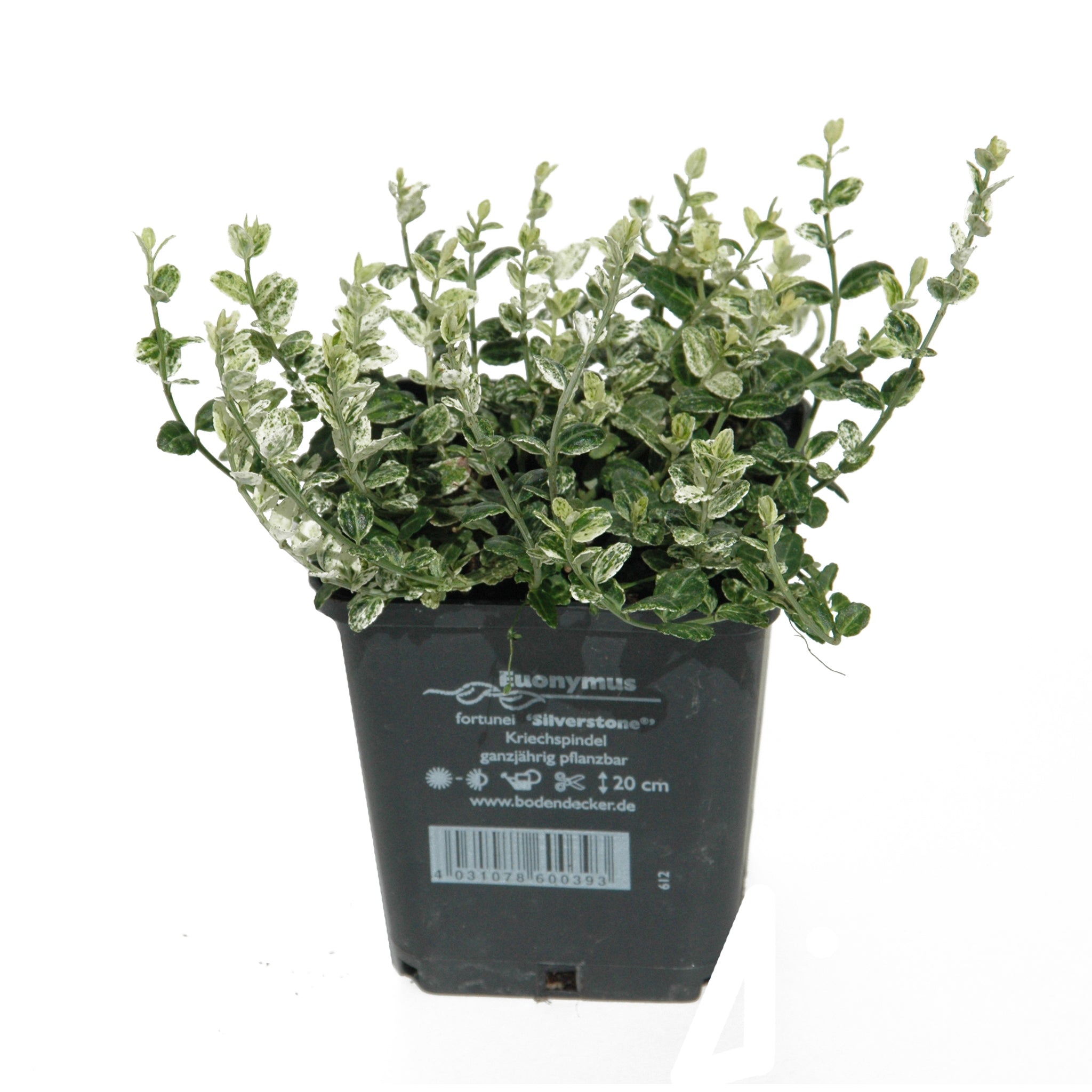 Euonymus fortunei 'Silverstone'® - Weißer Polsterspindelstrauch