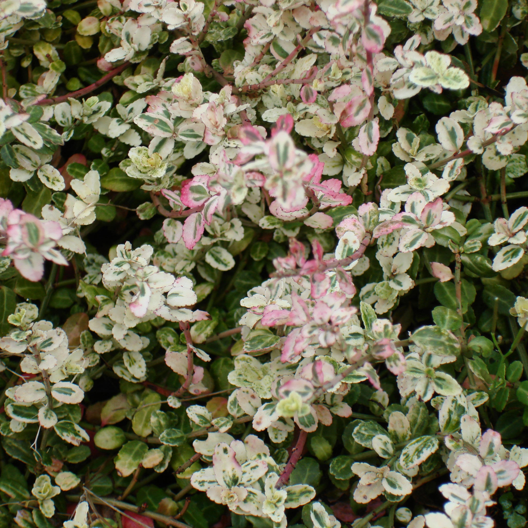 Euonymus fortunei 'Silverstone'® - Weißer Polsterspindelstrauch