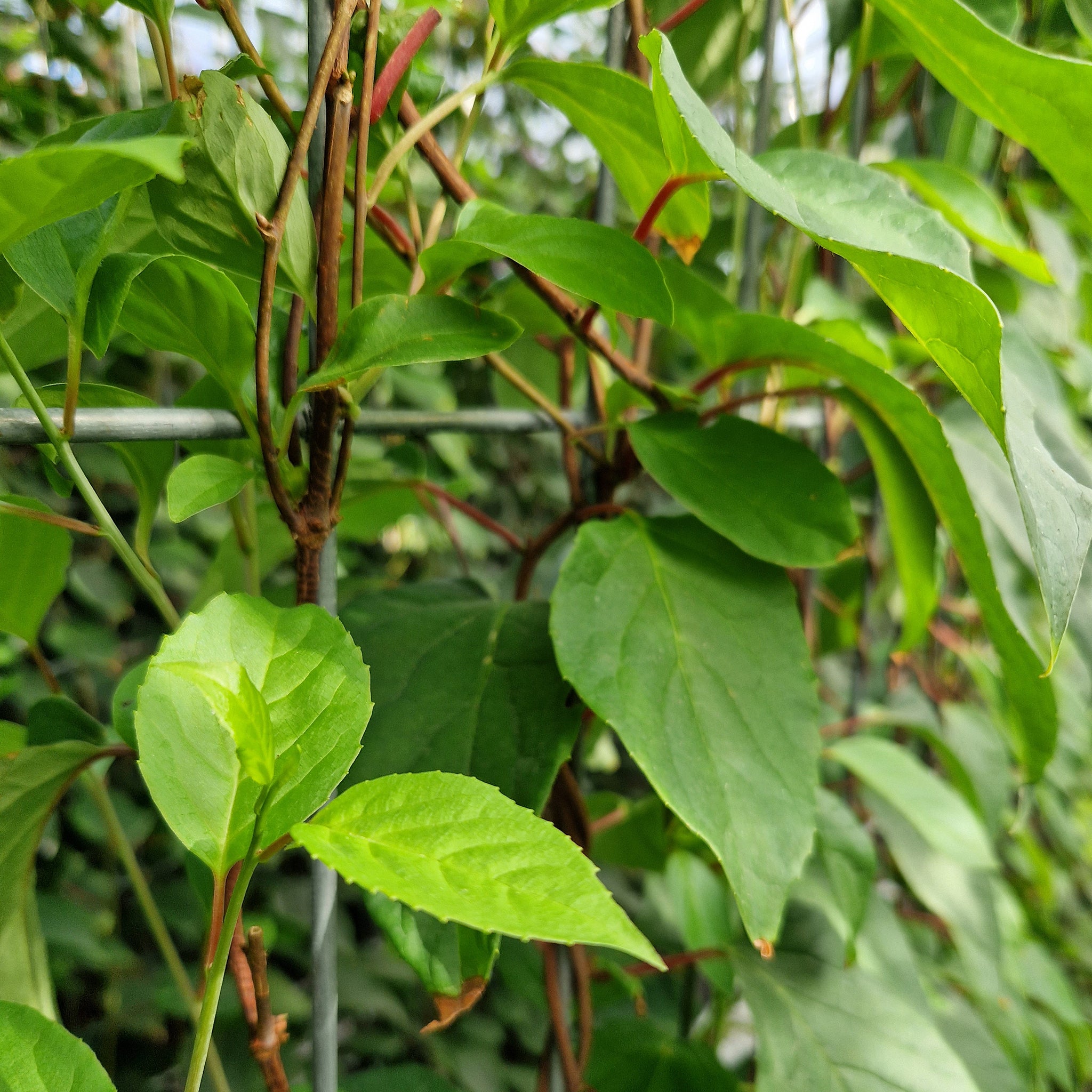 'Hecke am laufenden Meter® Genuss' - mit Chinesischem Spaltkörbchen - Schisandra chinensis