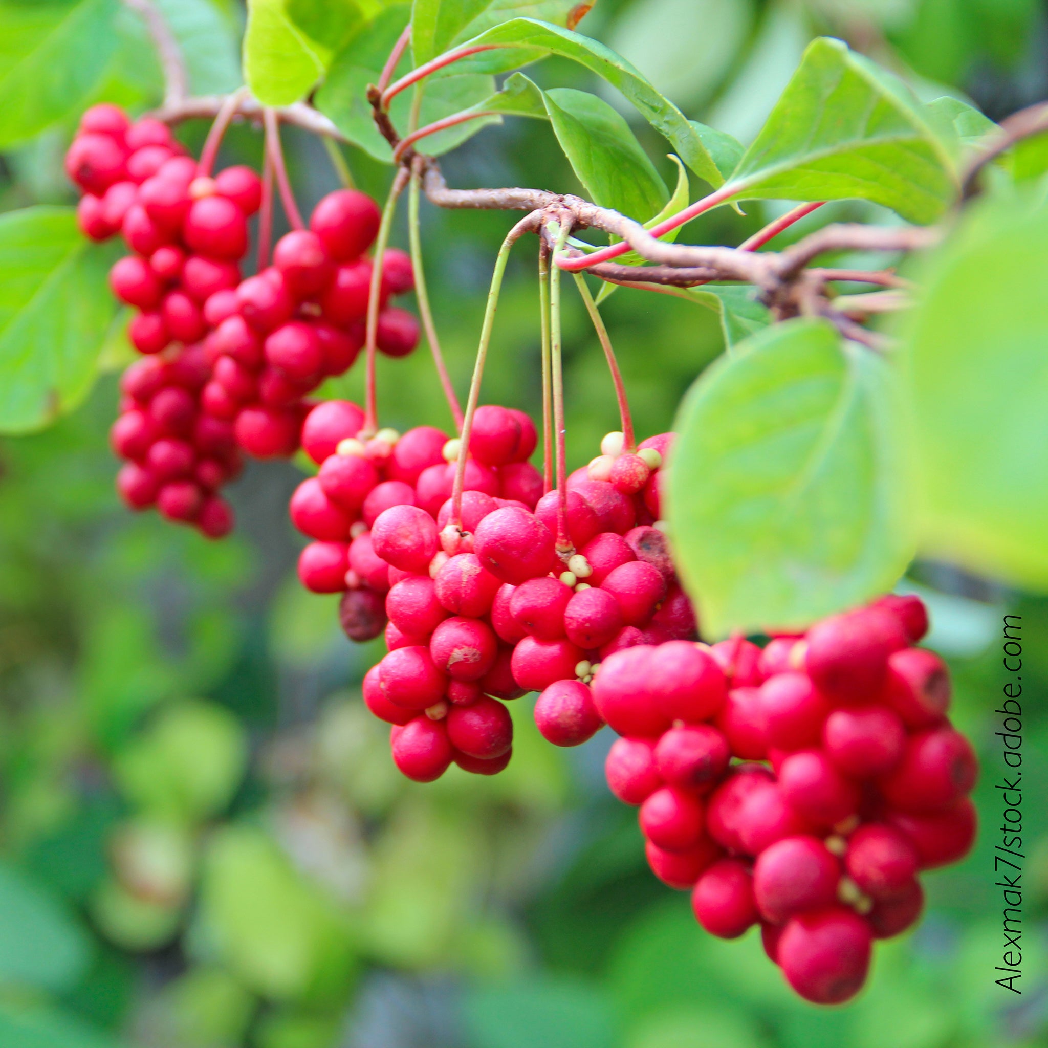 'Hecke am laufenden Meter® Genuss' - mit Chinesischem Spaltkörbchen - Schisandra chinensis