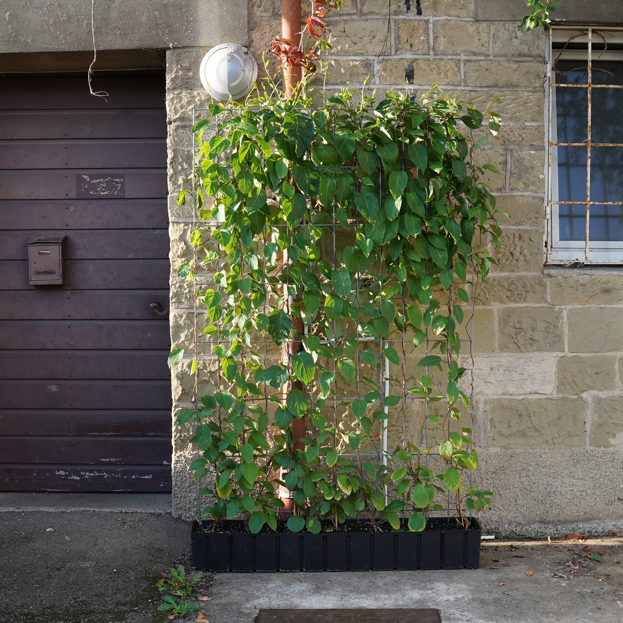 'Hecke am laufenden Meter® Genuss' - mit Chinesischem Spaltkörbchen - Schisandra chinensis